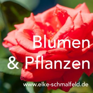 Blumen - Pflanzen - Pinterest - Elke Schmalfeld